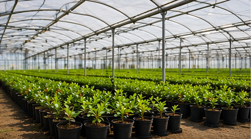 Blueberry Plants